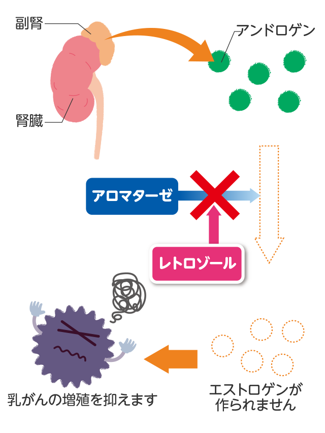 腎臓 副腎 アンドロゲン アロマターゼ レトロゾール エストロゲンが作られません→乳がんの増殖を抑えます